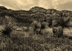 Szary + Sepia