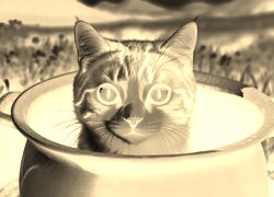 Sepia + Negatyw