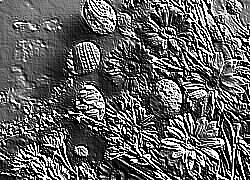 Skamielina