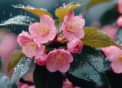 Oryginalny obrazek