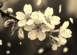 Szary + Sepia
