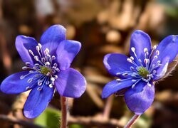 Oryginalny obrazek