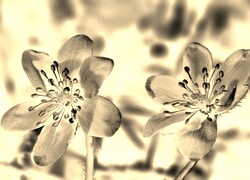 Sepia + Negatyw