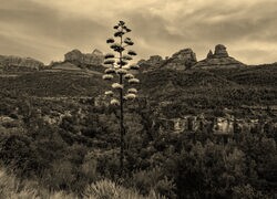 Szary + Sepia