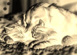 Sepia + Negatyw