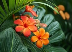 Oryginalny obrazek