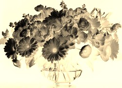 Sepia + Negatyw