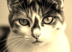Szary + Sepia
