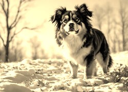 Sepia