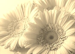 Szary + Sepia