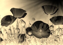 Sepia + Negatyw