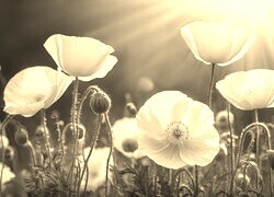 Szary + Sepia