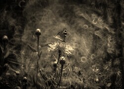 Szary + Sepia