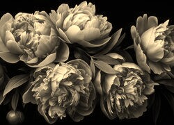 Szary + Sepia