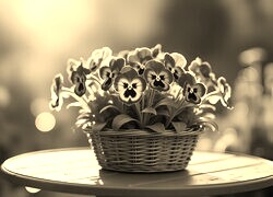 Szary + Sepia