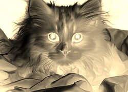 Sepia + Negatyw