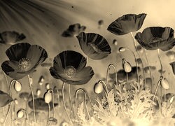 Sepia + Negatyw