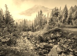 Szary + Sepia