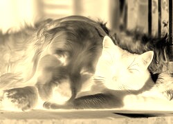 Sepia + Negatyw