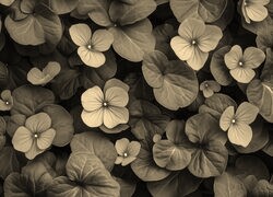 Szary + Sepia