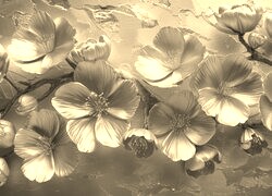 Szary + Sepia