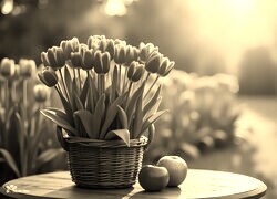 Szary + Sepia