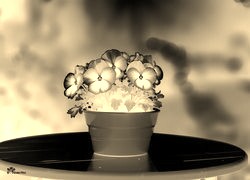 Sepia + Negatyw