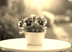 Szary + Sepia