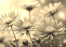Szary + Sepia