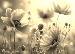 Szary + Sepia