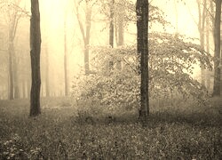 Szary + Sepia