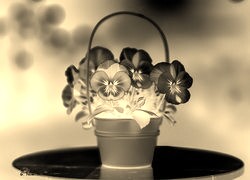 Sepia + Negatyw