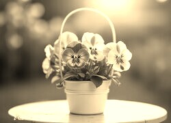 Sepia