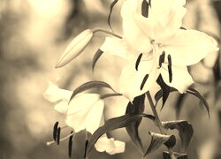 Szary + Sepia