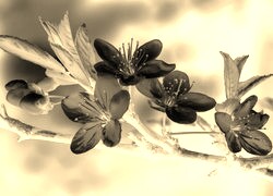 Sepia + Negatyw