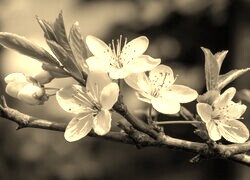 Szary + Sepia