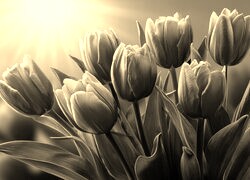 Szary + Sepia