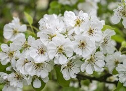 Oryginalny obrazek