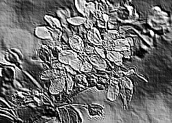 Skamielina