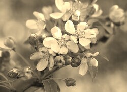 Szary + Sepia