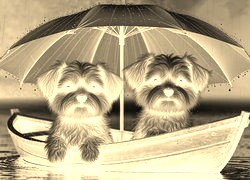 Sepia + Negatyw