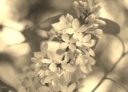 Szary + Sepia