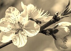 Szary + Sepia