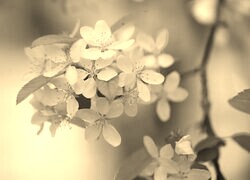 Szary + Sepia