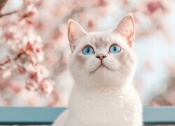 Oryginalny obrazek