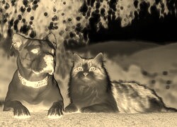 Sepia + Negatyw
