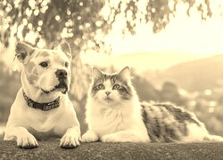 Szary + Sepia