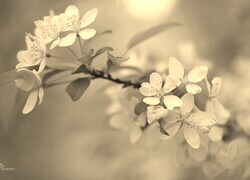 Szary + Sepia