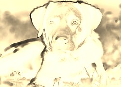 Sepia + Negatyw