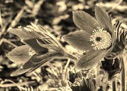 Szary + Sepia